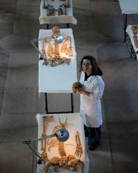 A worker at the medieval guildhall in York examines the skeletons.