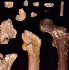 Fossilized bones belonging to Orrorin tugenensis