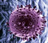 This illustration shows the influenza virus penetrating the wall of a human cell.