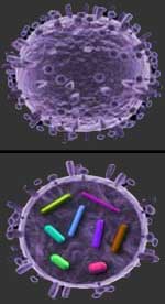 An illustration of the influenza virus from the outside (top), and cut away to reveal the RNA (bottom).