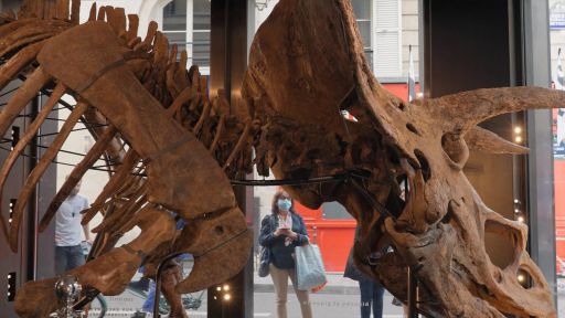 Jurassic Fortunes -- Selling the Largest Triceratops Ever Found